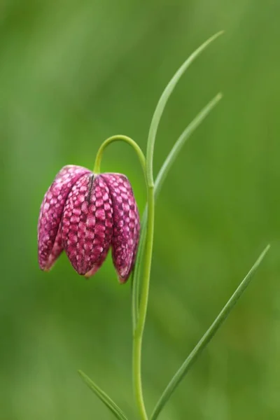 Vacker Botanisk Skott Naturliga Tapeter — Stockfoto