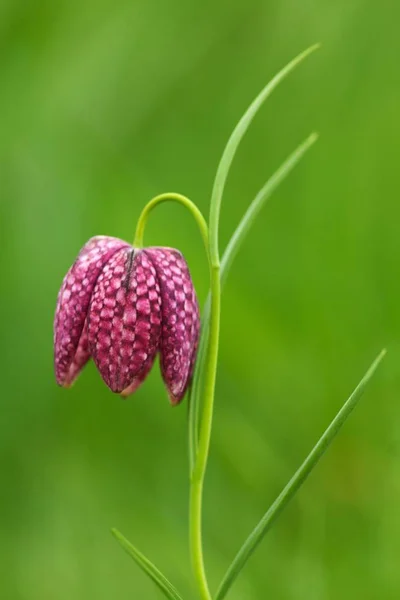 Vacker Botanisk Skott Naturliga Tapeter — Stockfoto