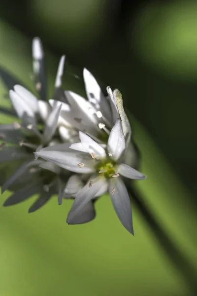 Closeup Άγριο Σκόρδο Λουλούδια Ένα Απαλό Φόντο — Φωτογραφία Αρχείου