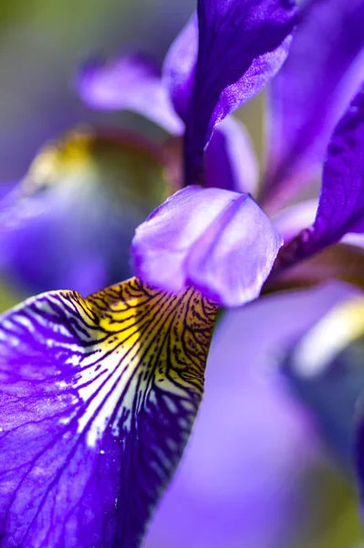 Синя Фіолетова Літня Квітка Саду — стокове фото