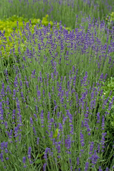 Aromatiske Lilla Blomster Fiolett Lavendel – stockfoto