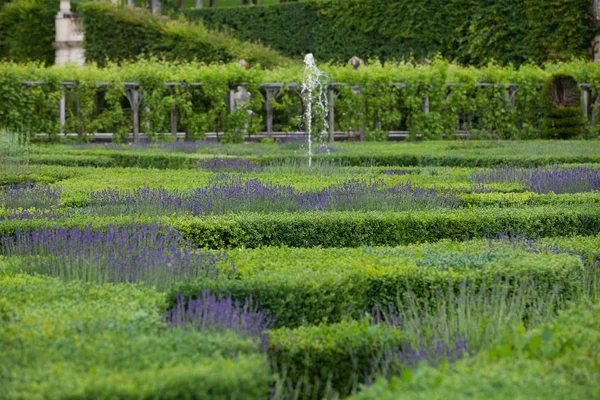Jardines Con Floreciente Lavanda Castillos Valle Del Loira — Foto de Stock