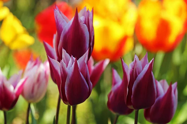 Tulpe Blühende Blumen Der Natur Flora Tulpen — Stockfoto