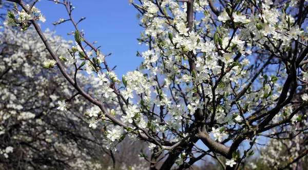 Wiosenna Flora Kwiat Wiśni Kwiaty Kwitnące — Zdjęcie stockowe