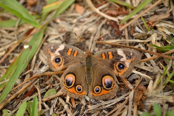 Buckeye Schmetterling Auf Dem Boden Gelandet Und Seiner Umgebung Versteckt — Stockfoto