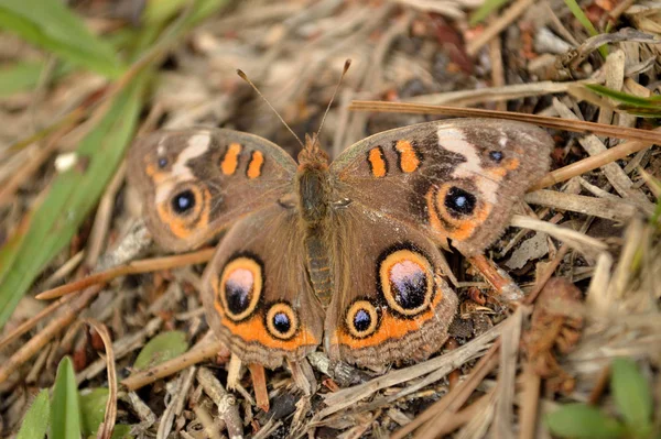 Zwykły Motyl Buckeye Wylądował Ziemi Ukryty Jego Otoczeniu — Zdjęcie stockowe