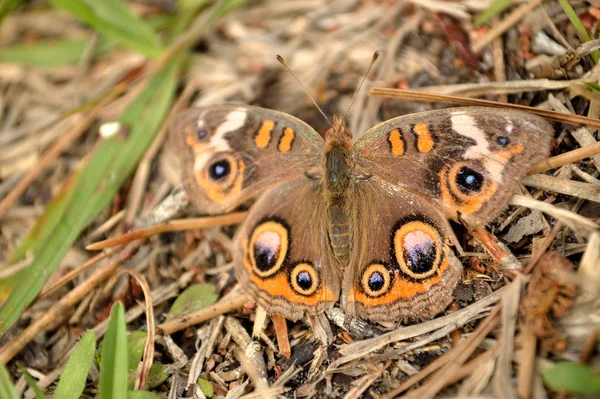 Mosca Buckeye Común Aterrizó Sobre Suelo Escondido Sus Alrededores —  Fotos de Stock