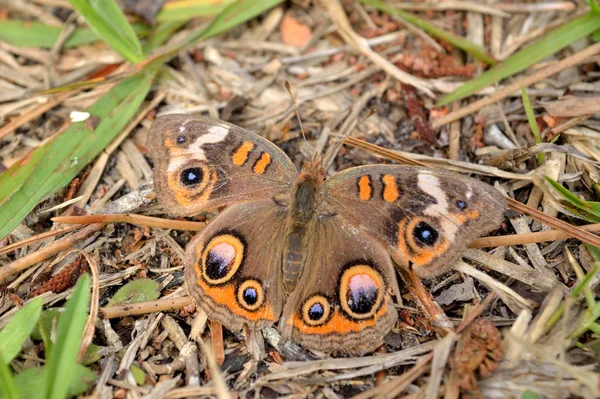 Zwykły Motyl Buckeye Wylądował Ziemi Ukryty Jego Otoczeniu — Zdjęcie stockowe