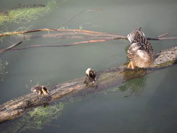 Baby Duck Ptaków Bagażniku Pływających Rzece Backwater — Zdjęcie stockowe