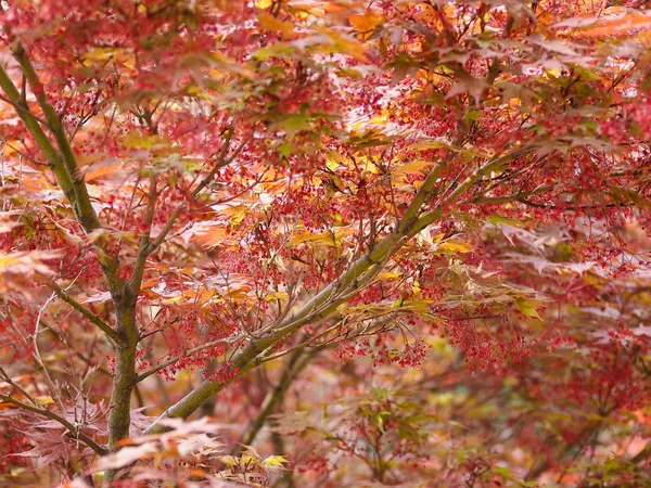 Roter Ahorn Acer Rubrum Aka Sumpfahorn Wasserahorn Oder Weicher Ahorn — Stockfoto
