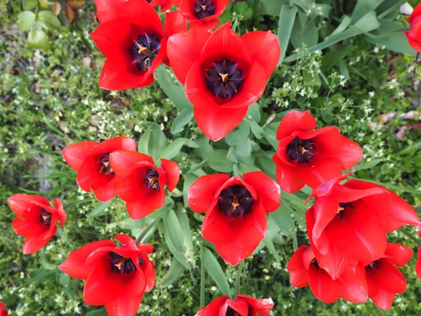 Piros Tulipán Tulipa Gesneriana Virágok Közelről — Stock Fotó