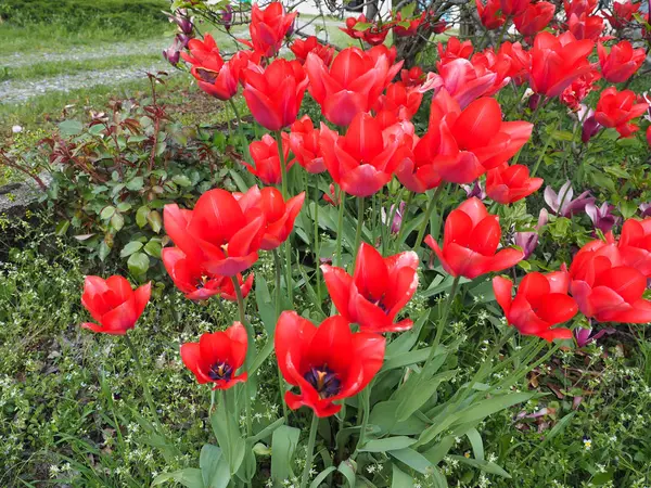 Piros Tulipán Tulipa Gesneriana Virágok Közelről — Stock Fotó