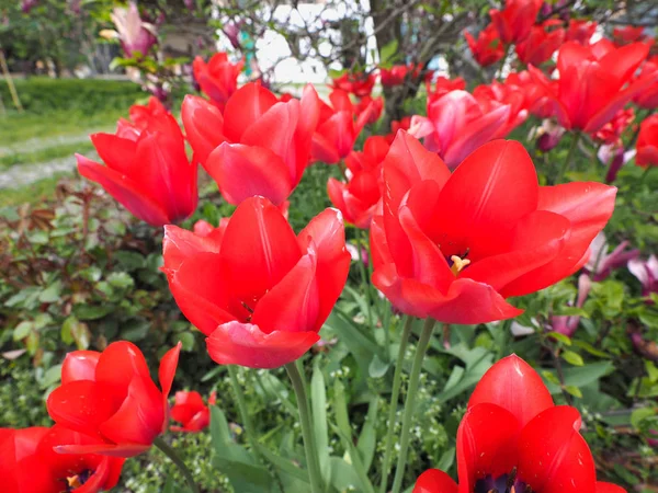 Κόκκινες Τουλίπες Tulipa Gesneriana Λουλούδια Close View — Φωτογραφία Αρχείου