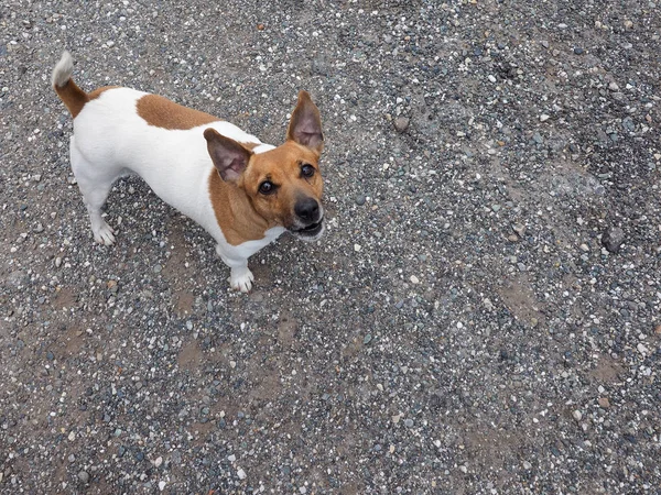 Yerli Köpek Çakıl Arka Plan Kopya Alanı Ile Arka Bahçede — Stok fotoğraf