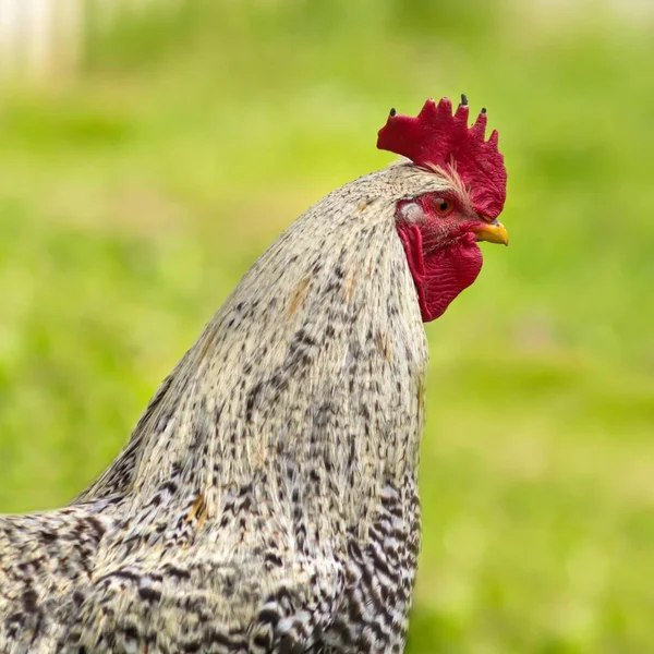Spotted House Hahn Spotted Cock — Stock Photo, Image