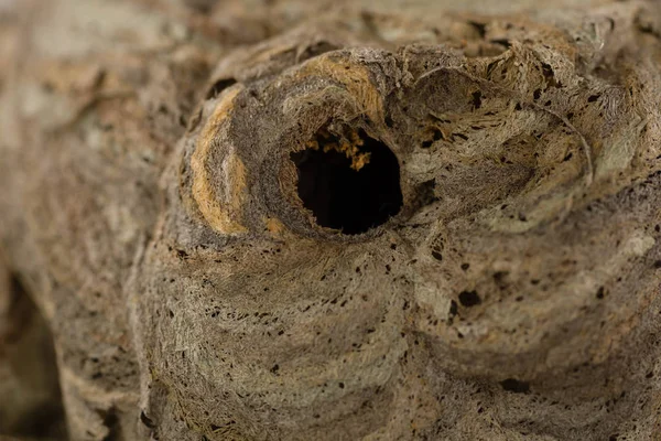 Closeup Abandoned Wasp Nest — Stock Photo, Image