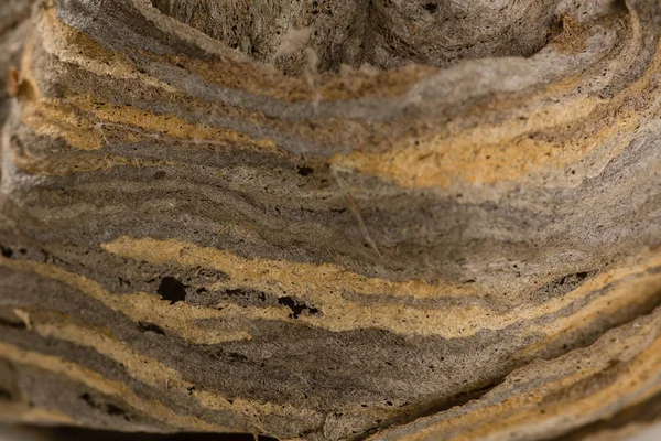 Closeup Abandoned Wasp Nest — Stock Photo, Image