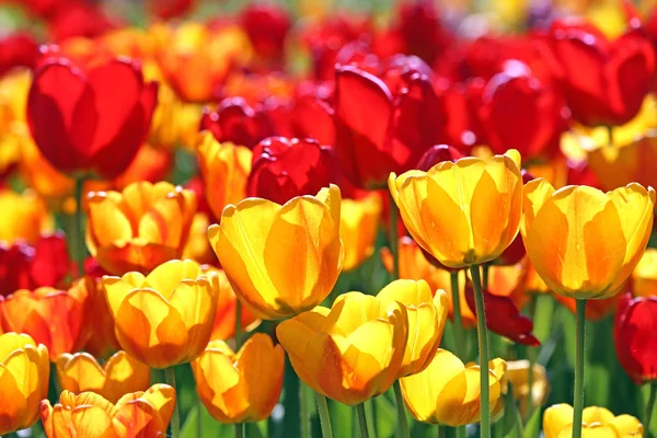 Zářivé Tulipány Žluté Červené — Stock fotografie