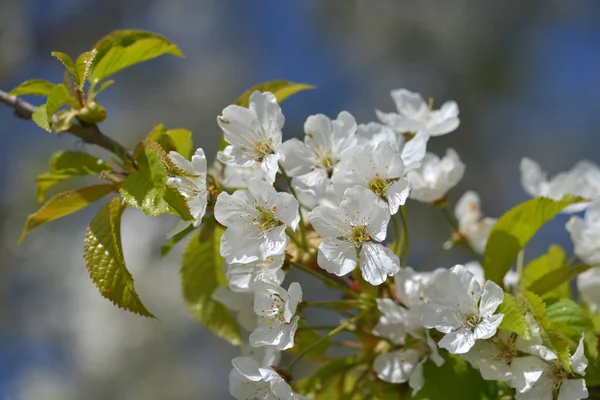 Třešňové Květy Jarní Strom Květy Větvích — Stock fotografie