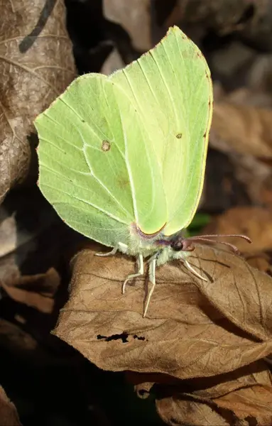 Vista Primer Plano Hermosa Mariposa Colorida —  Fotos de Stock