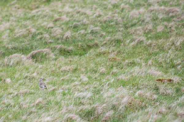 Whimbrel Numenius Phaeopus Sentado Sobre Una Piedra Las Islas Feroe — Foto de Stock