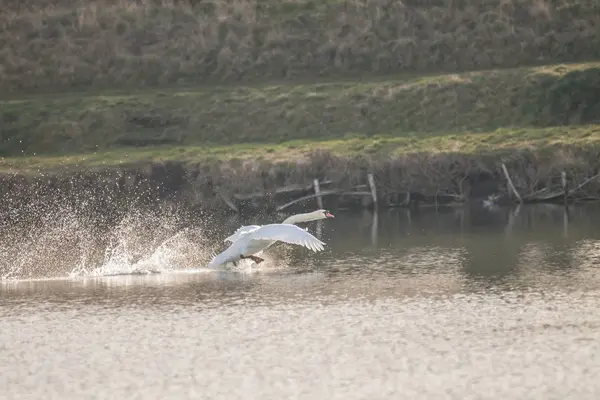 Cygne Muet Sur Étang — Photo