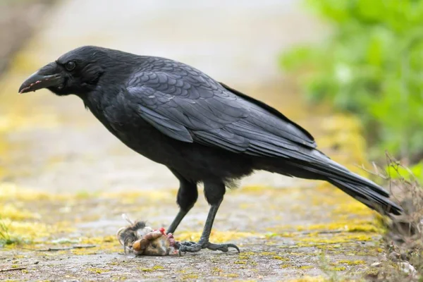 Corbeau Mange Une Souris Corbeau Mange Une Souris — Photo