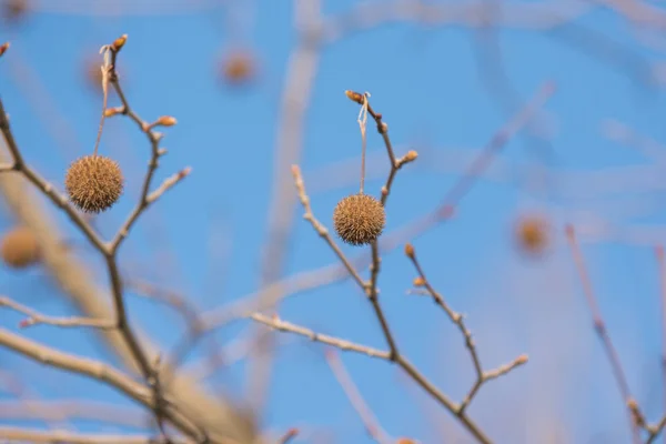 Árbol Frutos Platanus Planetario Contra Cielo — Foto de Stock