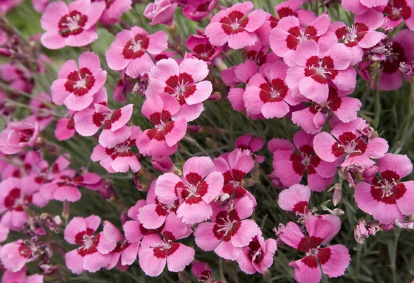 Oeillet Chinois Dianthus Chinensis Anglais — Photo