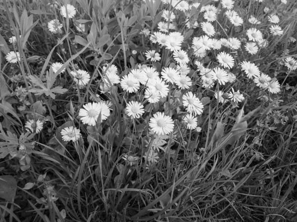 Witte Daisy Bellis Perennis Ook Bekend Onder Naam Common Daisy — Stockfoto