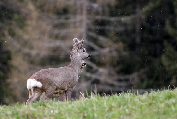 Corça na floresta de abetos capreolus capreolus corça selvagem na natureza