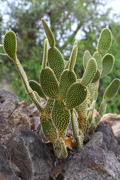 Cactus Cactus Auriculaire Dans Sol Rocheux Devant Paysage Verdoyant — Photo