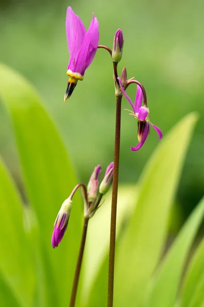 Primulor Blommor Flora Och Kronblad — Stockfoto