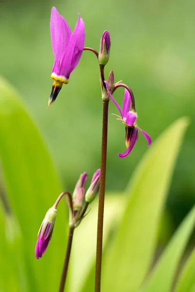 Primulor Blommor Flora Och Kronblad — Stockfoto