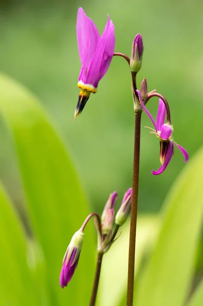 Diosa Color Rosa Dodecatheon Rosa — Foto de Stock