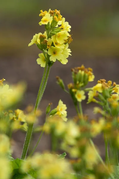 Bloemen Flora Bloemblaadjes — Stockfoto