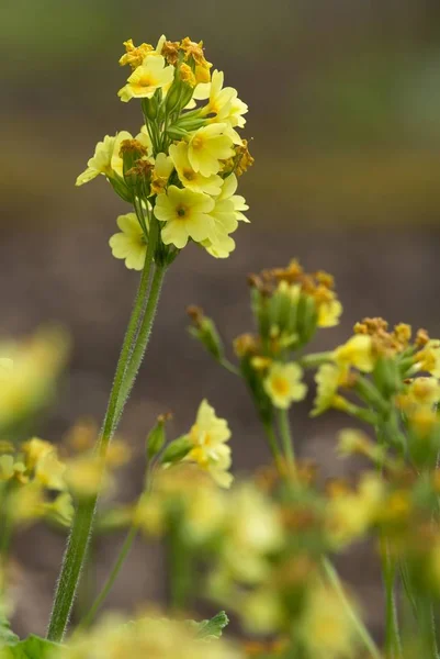 Bloemen Flora Bloemblaadjes — Stockfoto