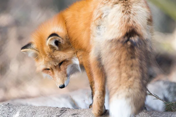 森の中で美しい赤狐が回り — ストック写真