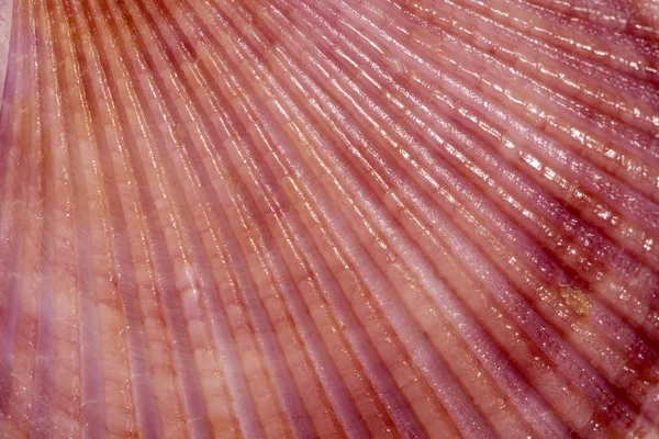 Фон Разноцветных Морских Моллюсков Крупным Планом — стоковое фото