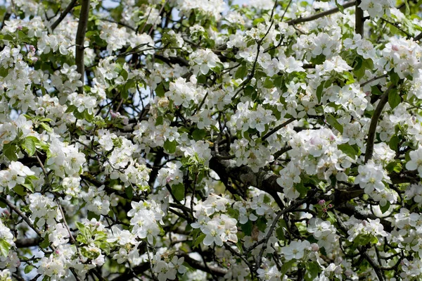 Der Blühende Apfelbaum April Das Thema Frühling Die Obstbäume Die — Stockfoto