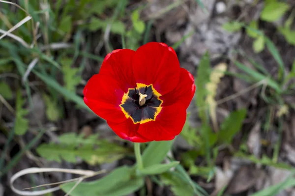 Μοναχικό Κόκκινο Λουλούδι Ανάμεσα Ένα Χόρτο Πεδίο Ένα Θέμα Άνοιξη — Φωτογραφία Αρχείου