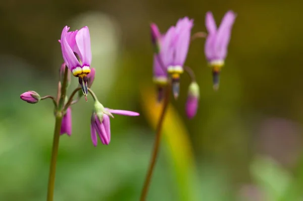 Pink Gods Flower Pink Dodecatheon — стоковое фото