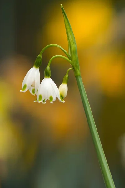 Fleurs Printanières Nœud Avant Fleurs Jaunes Floues — Photo