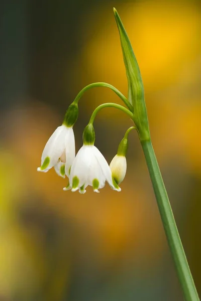 Fleurs Printanières Nœud Avant Fleurs Jaunes Floues — Photo