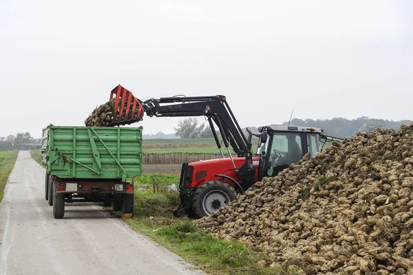 Traktor Belädt Zuckerrüben — Stockfoto