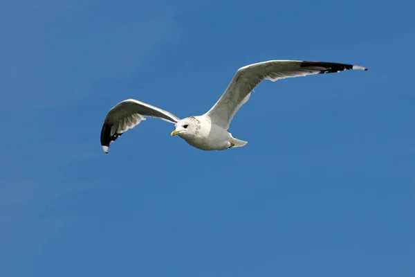 Vista Panorámica Hermoso Pájaro Lindo Gaviota — Foto de Stock