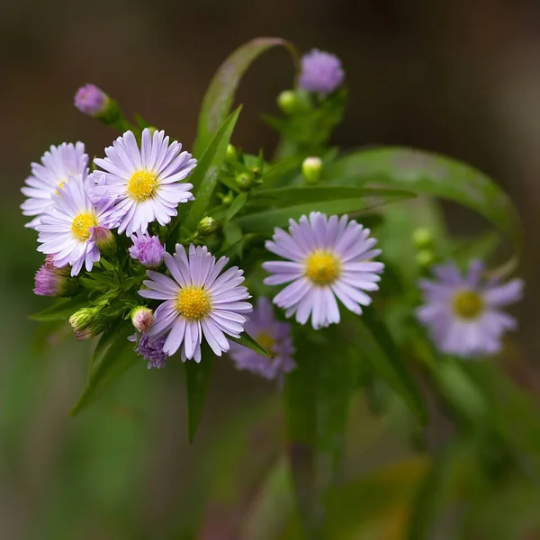 Symphyotrichum Novi Belgii Nový Belgický Astr — Stock fotografie