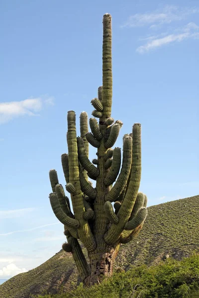 Tropisk Grön Växt Saftig Kaktusblomma — Stockfoto