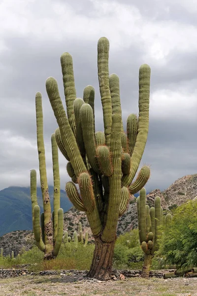 Vacker Botanisk Skott Naturliga Tapeter — Stockfoto