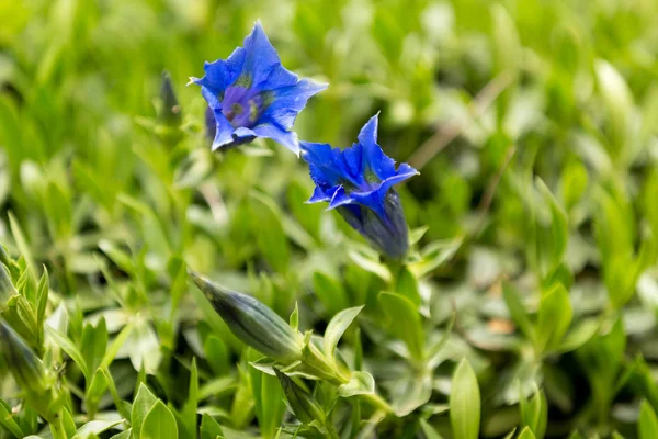 背景のための庭でトランペット リンドウ青い春の花 — ストック写真